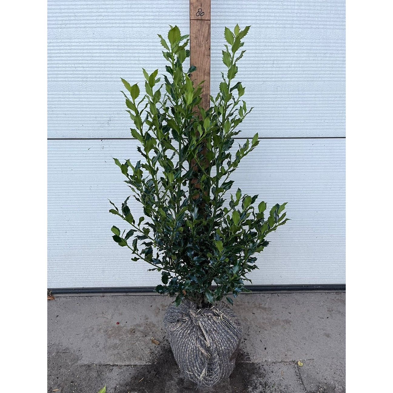 Blå järnek – Ilex meservae 'Magical Amore Rosso' - 60-80 CM RB